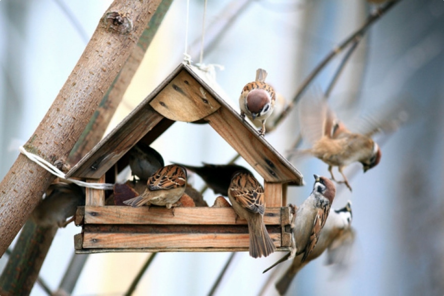 Un jardin accueillant pour les oiseaux pendant l'hiver